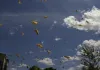 Bienen - Himmelsvolk in Gefahr