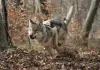 Unsere Wildnis