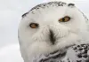 Unsere Wildnis
