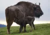 Unsere Wildnis