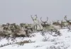 Unsere Wildnis