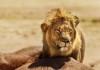Afrika - Das magische Königreich - Löwe im Serengeti...sania