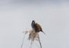 Die neue Wildnis - Groe Natur in einem kleinen Land...Vogel