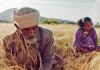 Landraub - thiopien: Kleinbauern bei der Ernte