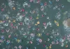 The Meg