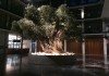 Der Olivenbaum
