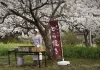 Kirschblüten und rote Bohnen