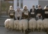 Sture Bcke - Die Schafe werden beim Wettbewerb von...pannt