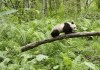 Unsere Erde 2 - Riesenpanda-Junges klettert ber einen Ast.
