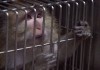 Im Namen der Tiere - Affe im Käfig