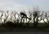 Leaning into the Wind - Andy Goldsworthy