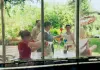 Sommerhäuser - Im Kampf gegen die Wespenplage...eske)