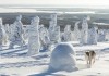 Ailos Reise - Ailo auf seiner Wanderung im tiefen Schnee