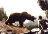 Der Bär