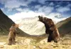 Der Bär