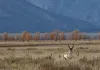 Becoming Animal