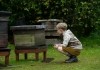 Der Honiggarten - Das Geheimnis der Bienen