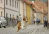 Lassie - Eine abenteuerliche Reise