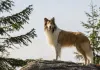 Lassie - Eine abenteuerliche Reise