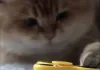 Cat Video Fest 2019