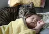 Cat Video Fest 2019