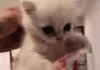 Cat Video Fest 2019