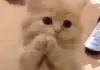 Cat Video Fest 2019