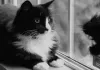 Cat Video Fest 2019