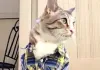 Cat Video Fest 2019