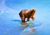 Russland von oben - Der Kinofilm - Braunbär
