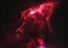 Space Dogs <br />©  Raumzeitfilm