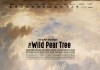 The wild pear tree