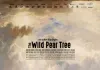 The wild pear tree