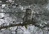 Weihnachten im Zaubereulenwald