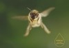 Tagebuch einer Biene <br />©  Filmwelt