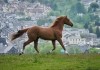 Dream Horse - Toni Collette