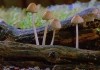 Fantasische Pilze   Die magische Welt zu unseren Fen