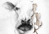 Ballade von der weien Kuh <br />©  Weltkino Filmverleih