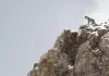 Der Schneeleopard