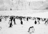 Rckkehr zum Land der Pinguine