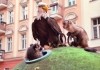 Akiko, der fliegende Affe