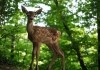 Bambi - Eine Lebensgeschichte aus dem Wald