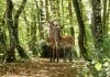 Bambi - Eine Lebensgeschichte aus dem Wald