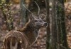 Bambi - Eine Lebensgeschichte aus dem Wald