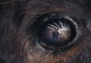 Animale
