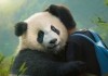 Moon, der Panda <br />©  Weltkino Filmverleih