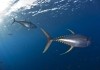 Ozean mit David Attenborough