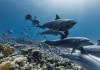 Ozean mit David Attenborough