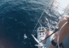 Home is the Ocean