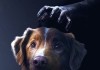 Good Boy -Trust His Instincts